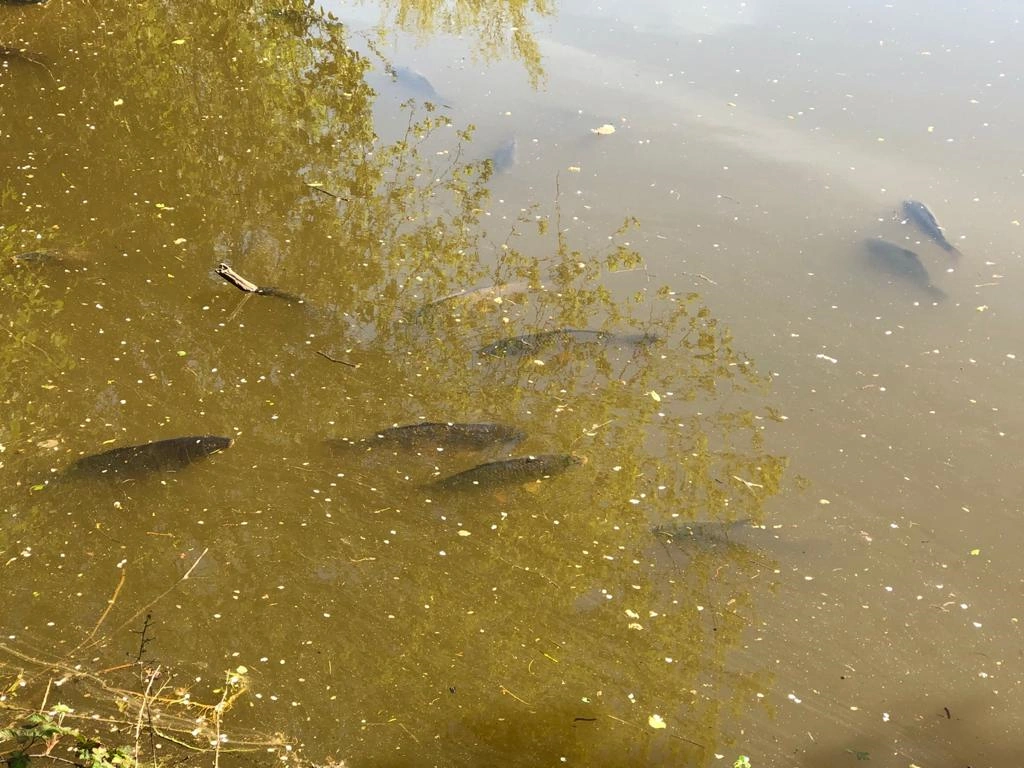 image of chorley springs