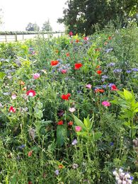 WildFlowers August 2020