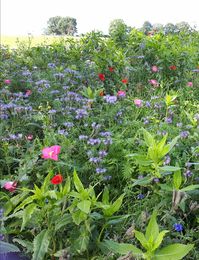 WildFlowers August 2020