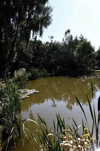 image of chorley springs